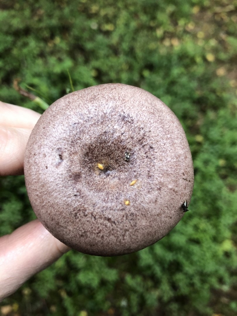 Рыба серушка фото