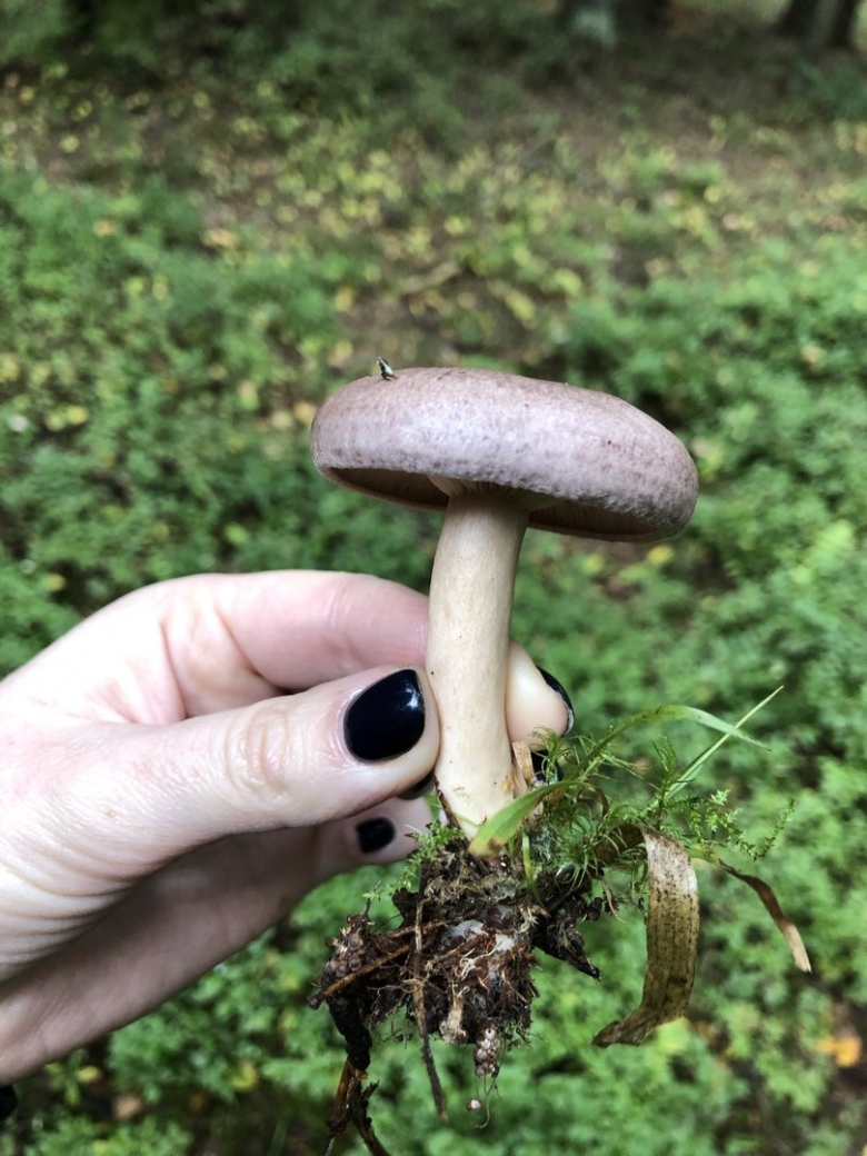 Рыба серушка фото