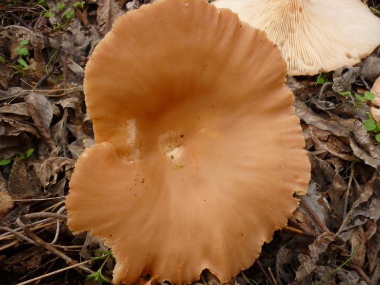 Говорушка подогнутая Infundibulicybe geotropa