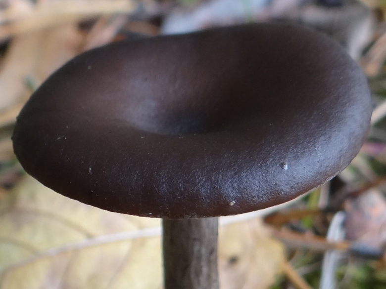 Pseudoclitocybe cyathiformis