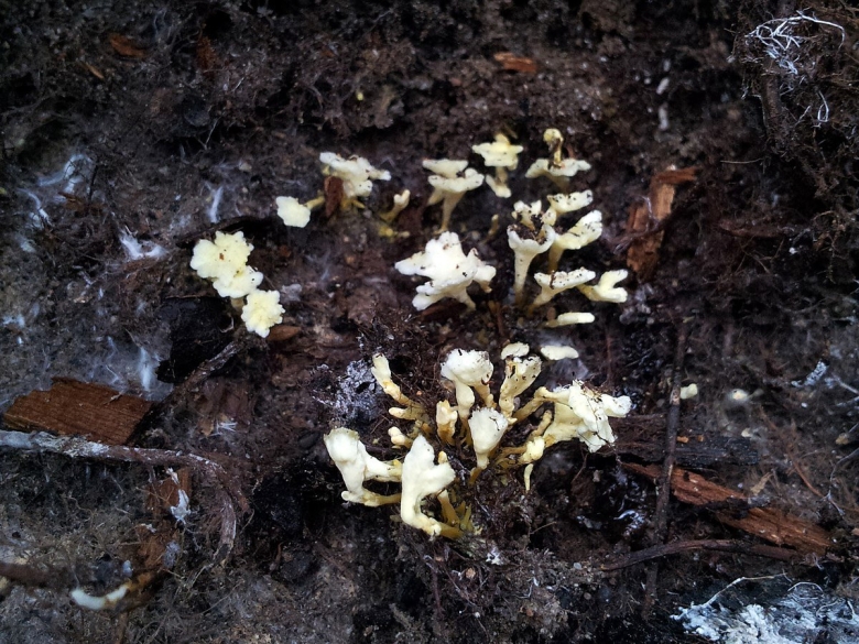 Сниженный стереопсис