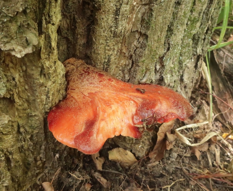 Печёночница обыкновенная гриб