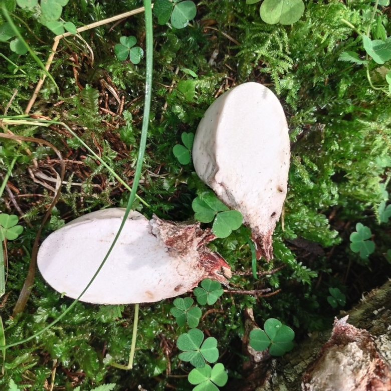 Трутовик березовый