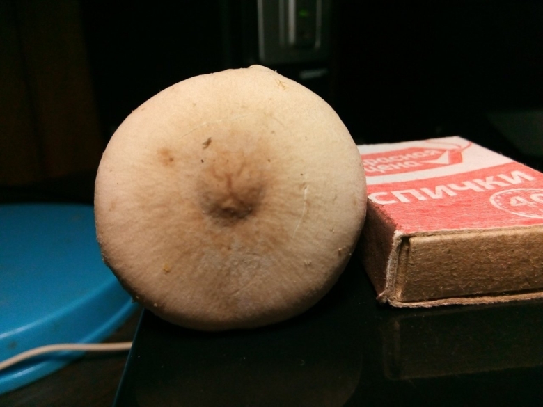 Cystoderma carcharias