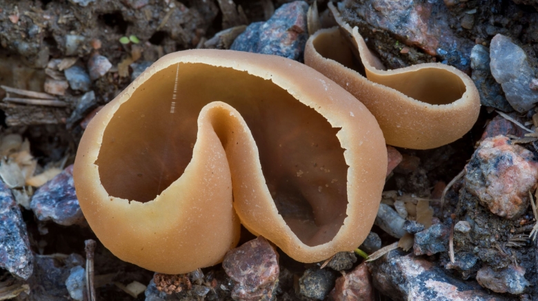 Пецица пузырчатая гриб