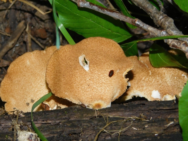 Крепидот красивочешуйчатый