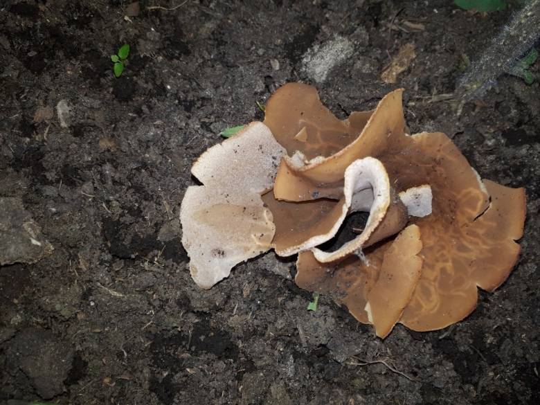 Дисцина щитовидная гриб