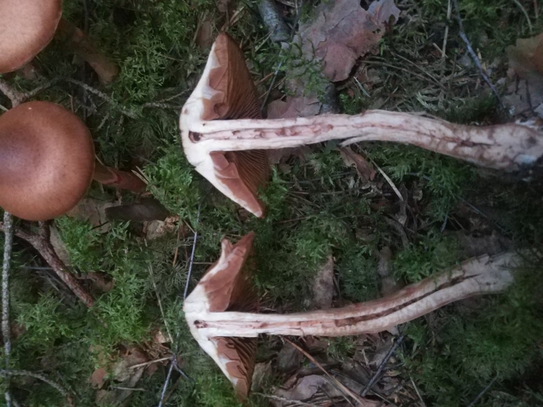 Паутинник красный браслетчатый