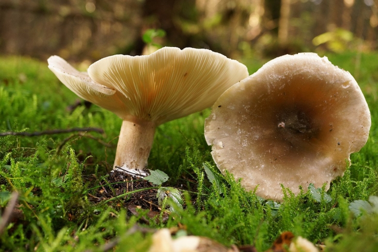 Ядовитые грибы Саратовской области