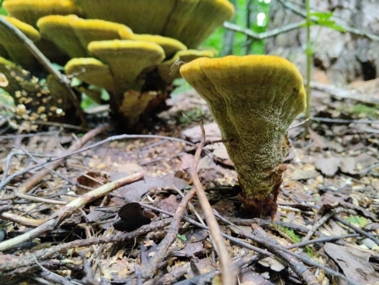 Трутовик швейница