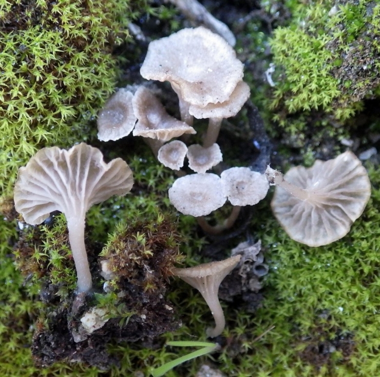 Омфалина Гаревая