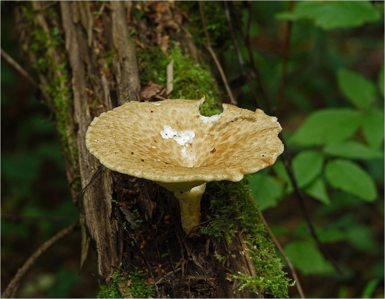 Трутовик клубненосный polyporus tuberaster