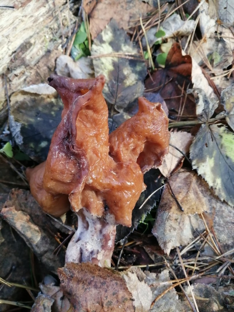 Gyromitra splendida строчок блистательный
