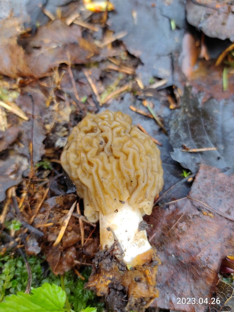 Первые весенние грибы сморчки