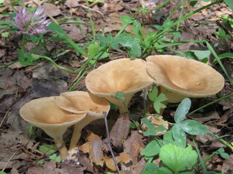 Говорушка воронковидная гриб