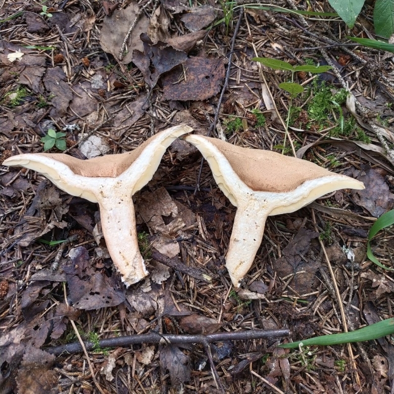 Млечник серо розовый lactarius helvus