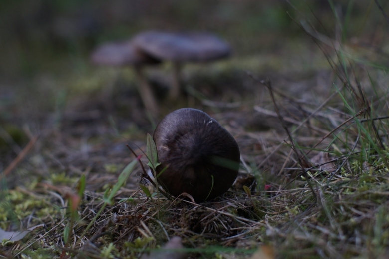 Ста Энергетик Shrew