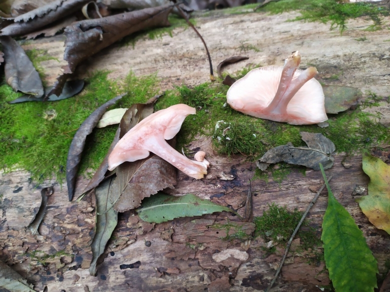 Грибы в окрестностях Краснодара сейчас