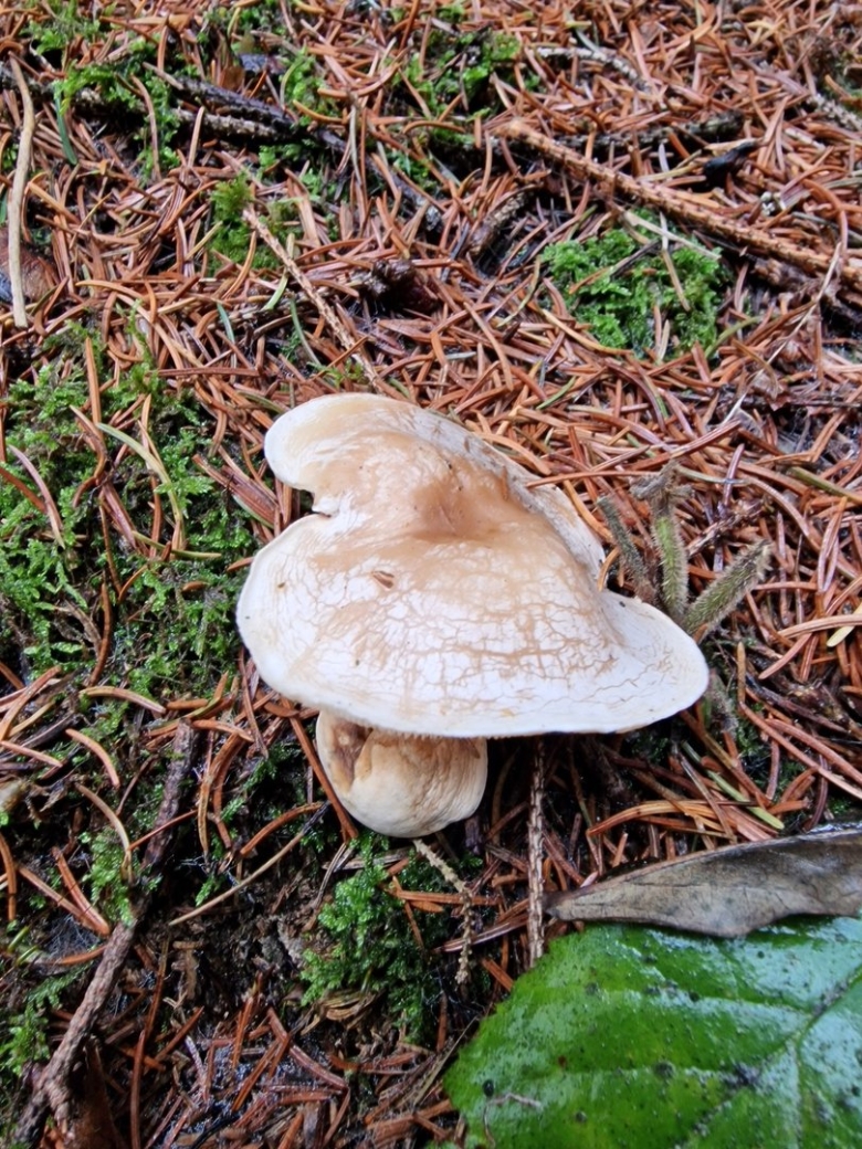 Говорушка листолюбивая