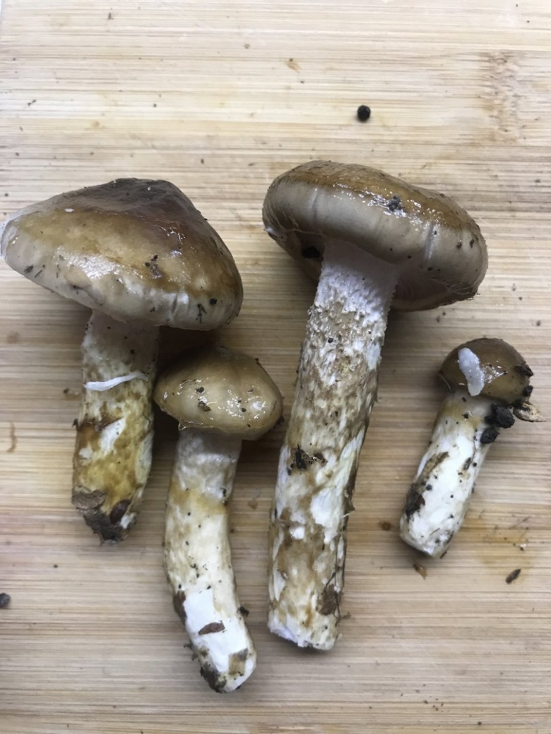 Гигрофор гриб