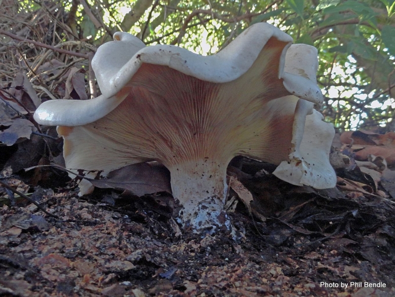 Говорушка гигантская гриб