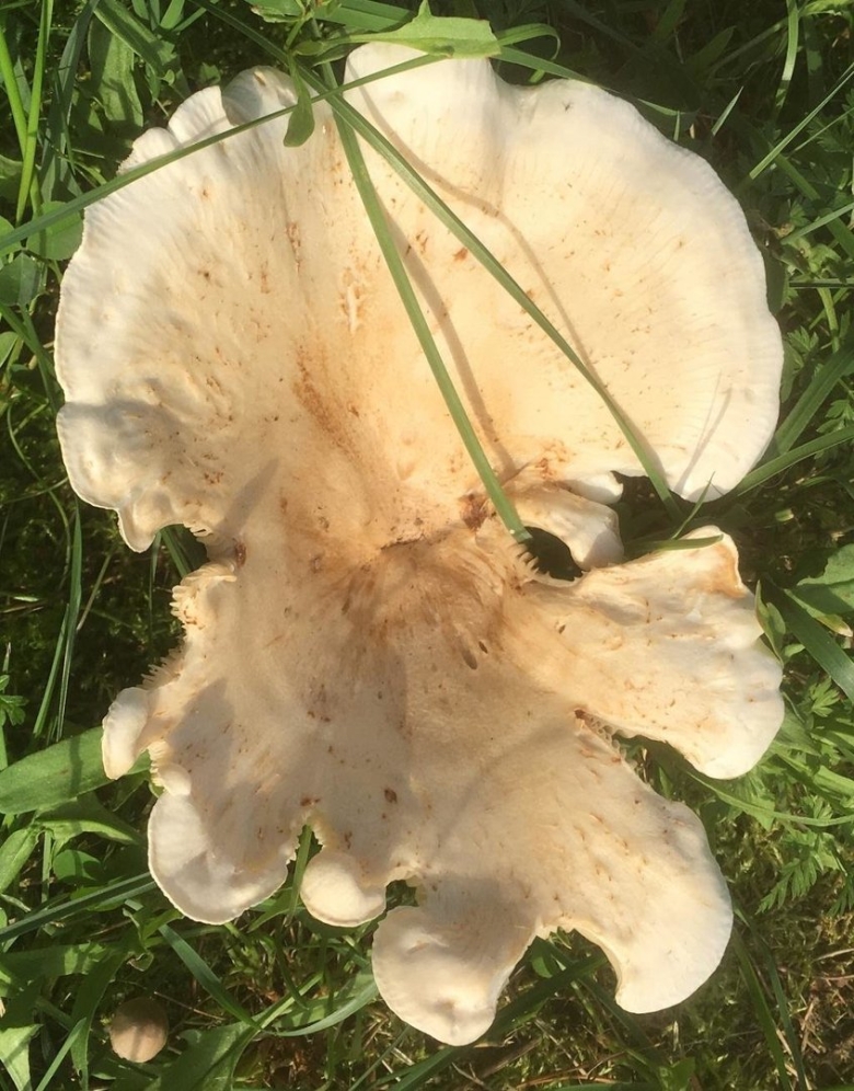 Свинушка гигантская гриб