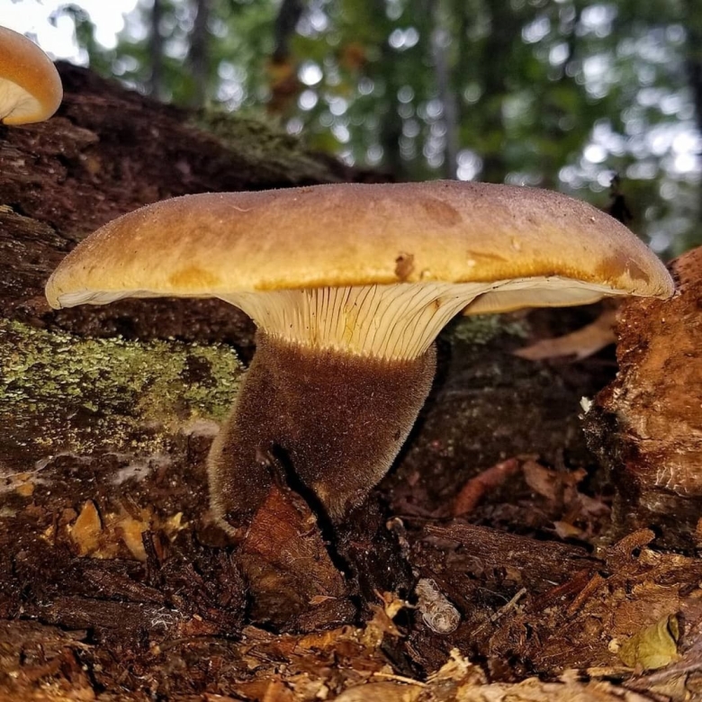 Гриб свинушка поддубник