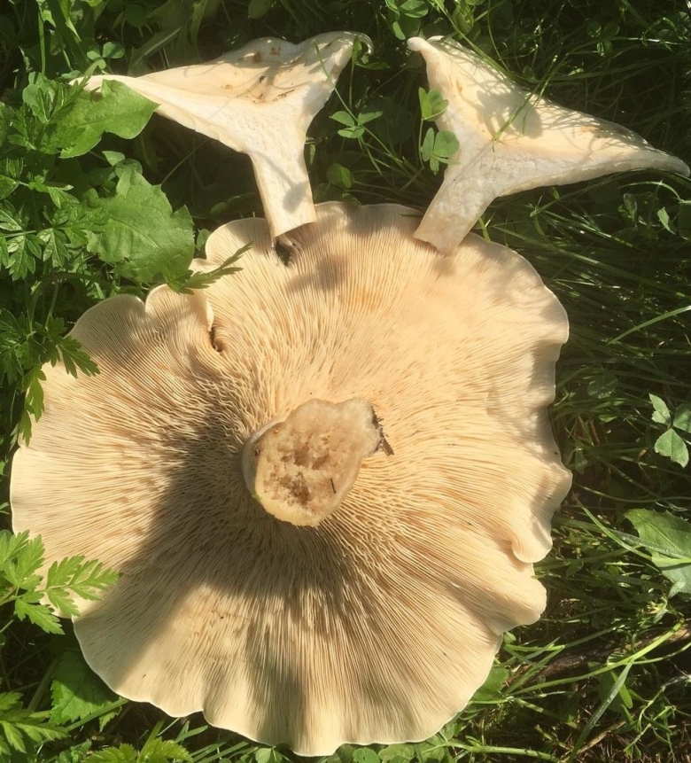 Говорушка гигантская съедобный гриб