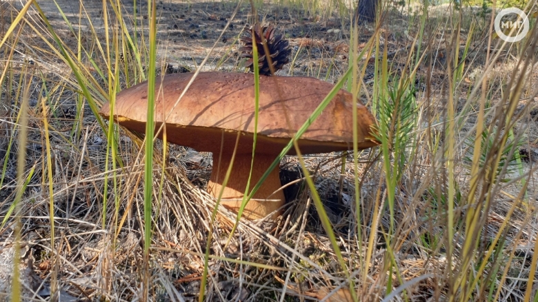 Гигантские грибы