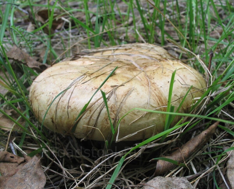 Белая свинушка гриб