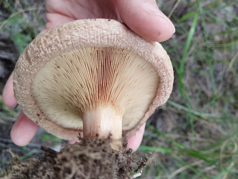 Большой шампиньон