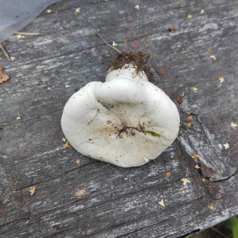 Свинуха гигантская гриб