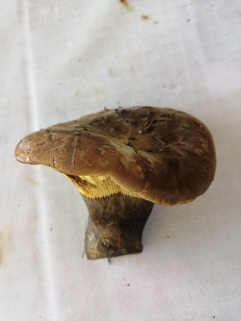 Гриб свинушка поддубник