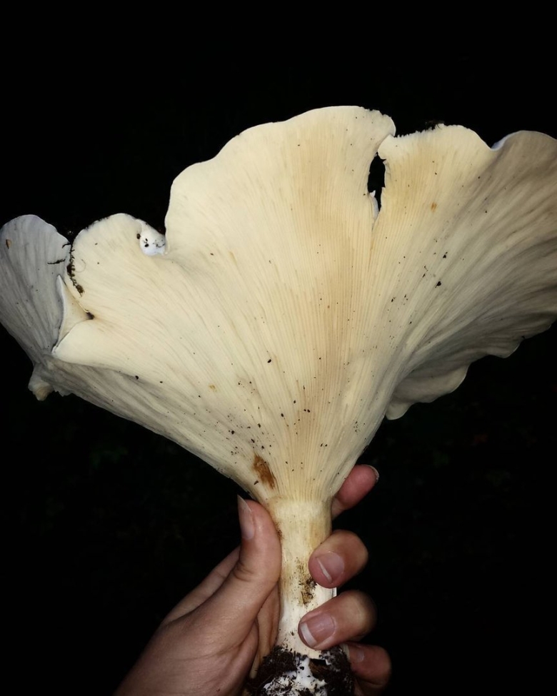 Говорушка гигантская гриб