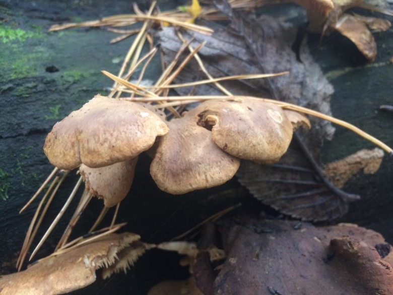 Тапинелла панусовидная