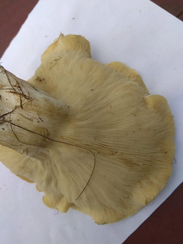 Свинуха гигантская гриб