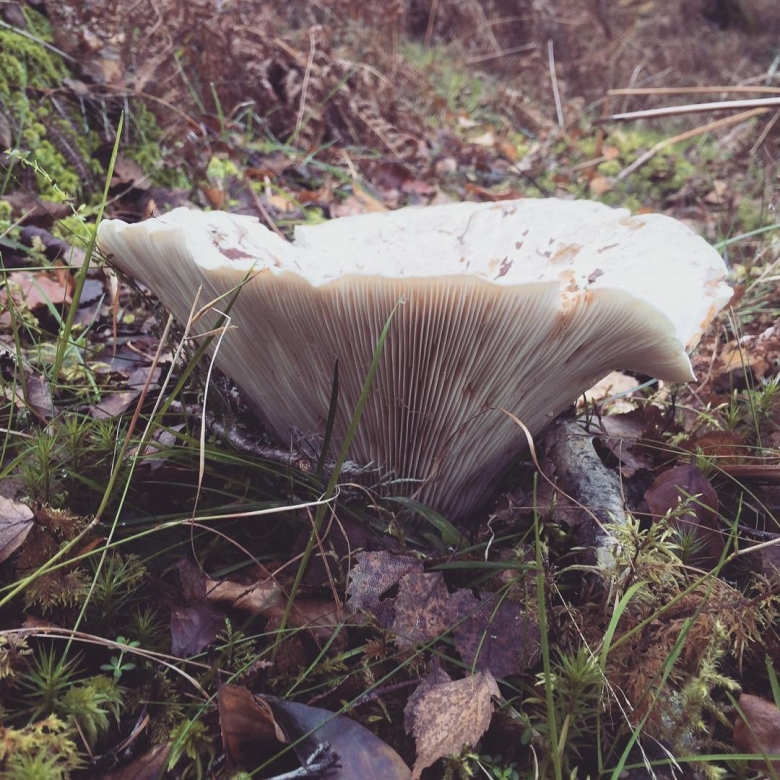 Говорушка гигантская гриб