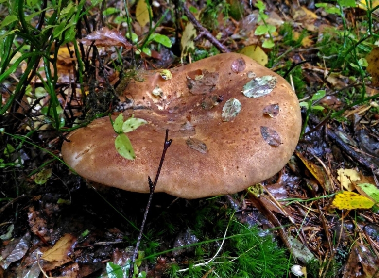 Свинушки луговые