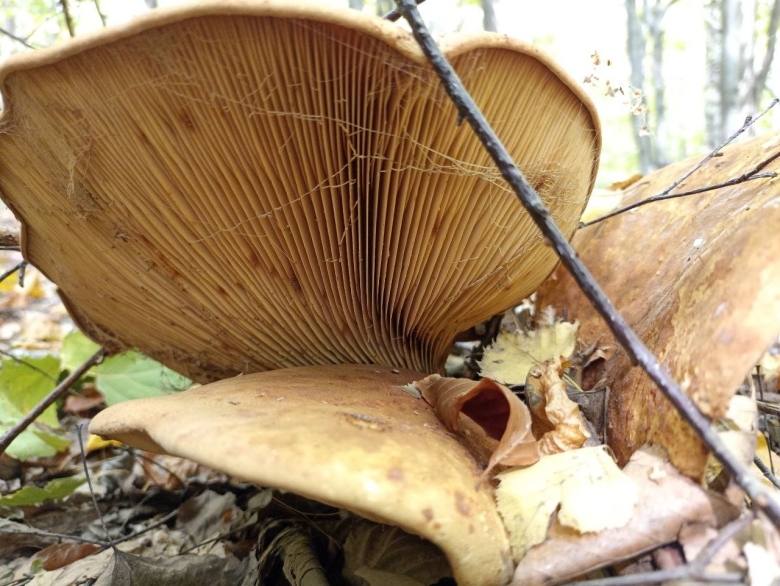 Свинушка гриб