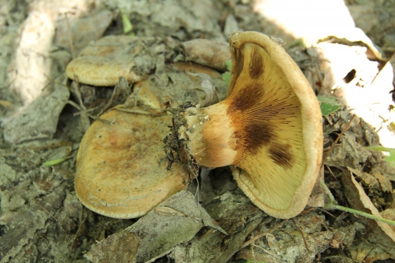 Гриб свинушка поддубник