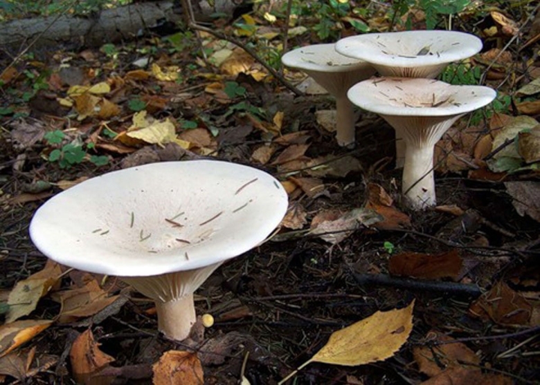 Говорушка гигантская съедобный гриб