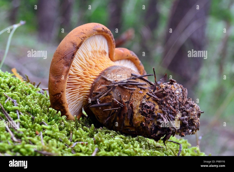 Свинушка толстая