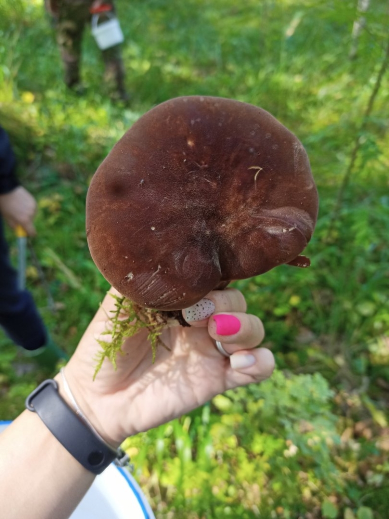 Коричневые грибы свинушка толстая