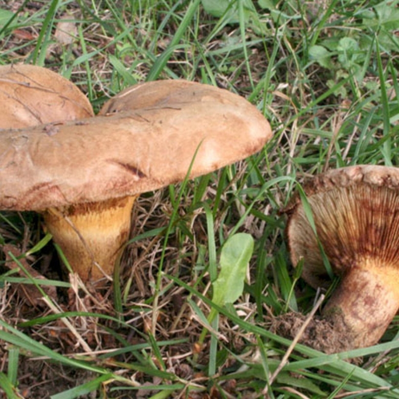 Дунька гриб свинушка