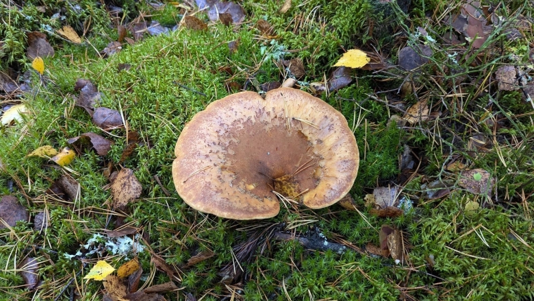 Свинушка толстая