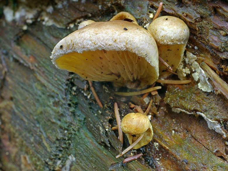 Тапинелла панусовидная