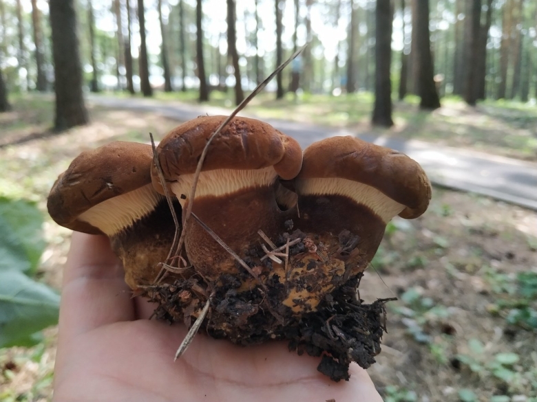 Свинушка бурый гриб