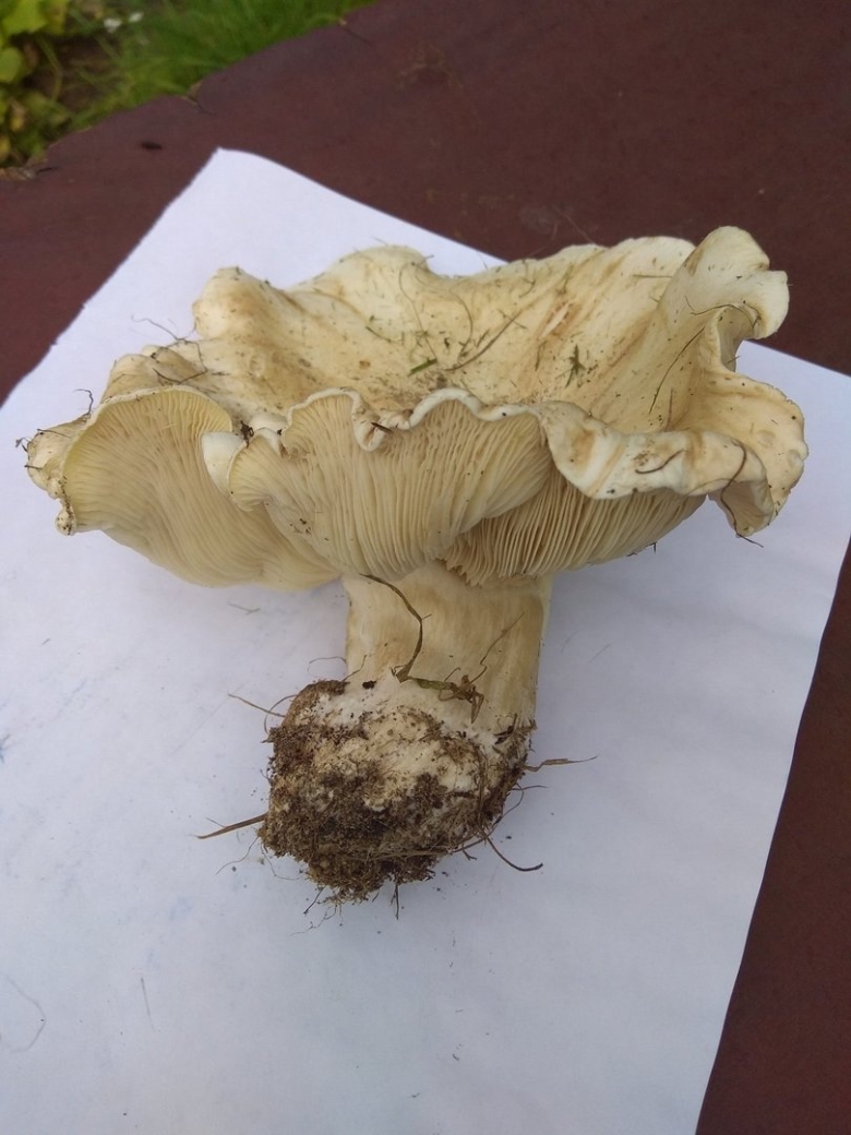 Свинуха гигантская белая