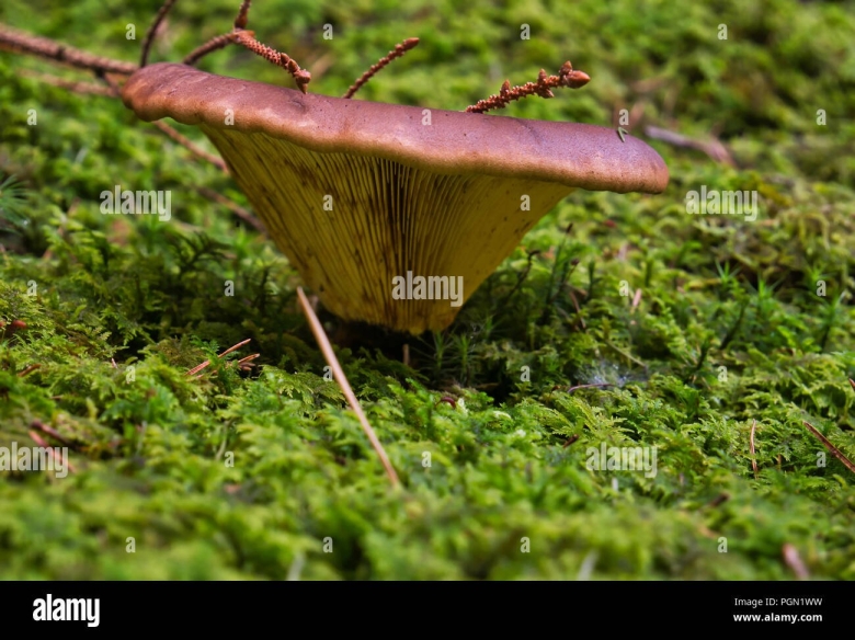 Свинушка тонкая Болетовые