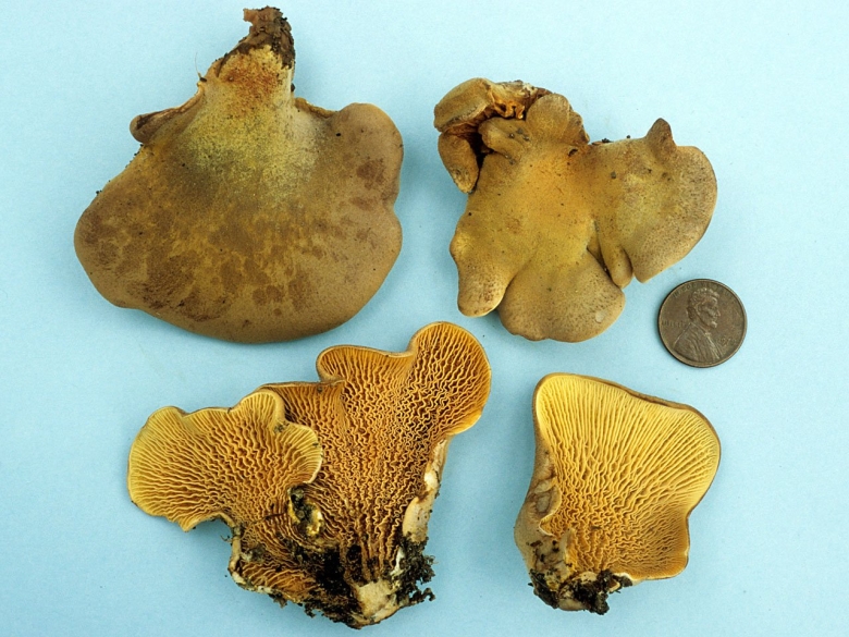 Тапинелла панусовидная